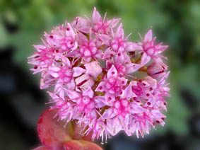 Sedum sieboldii